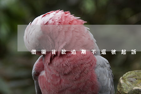 借樂貸款逾期不還被起訴