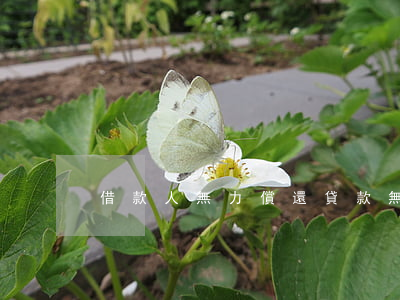 借款人無力償還貸款（無力償還貸款死）
