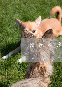 借款人逾期平臺(tái)負(fù)責(zé)人(逾期案件負(fù)責(zé)人)