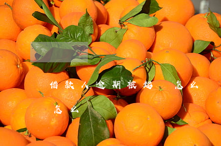 借款人逾期被起訴怎么辦(欠款逾期被起訴了怎么辦)