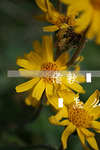 借款協(xié)議范本(借款協(xié)議怎么寫才有效)