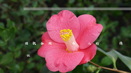 借款合同糾紛 保證人的連帶清償責(zé)任