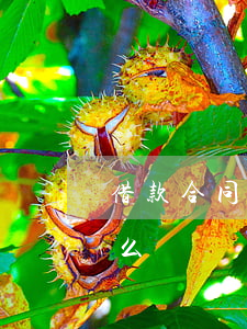借款合同糾紛案由(借款合同糾紛的案由是什么)