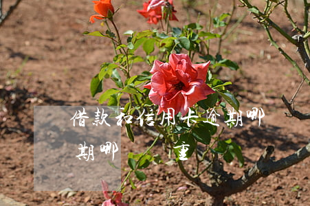 借款和信用卡逾期哪個嚴重(貸款跟信用卡逾期哪個嚴重)