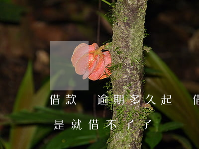 借款寶逾期多久起訴(借貸寶逾期,今借到,是不是就借不了了)