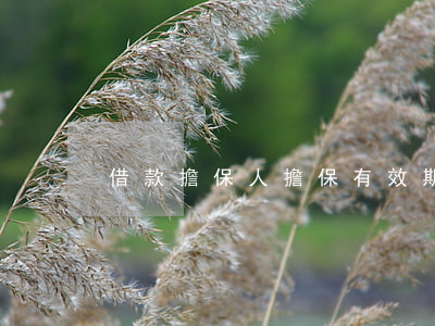 借款擔保人擔保有效期是多長時間