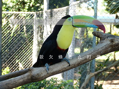 借款欠條怎么打(借款欠條怎么打有法律效果)