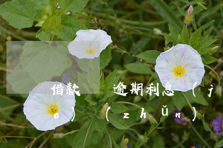 借款訴訟逾期利息計(jì)算標(biāo)準(zhǔn)