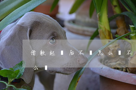 借款起訴后不還怎么辦(不還貸款被起訴了怎么辦)