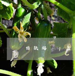 借款起訴狀怎么寫(借款起訴狀怎么寫證人)