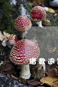 借款逾期2天（簡單借款逾期兩個(gè)月）
