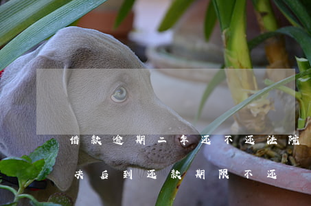 借款逾期二年还不还法院该判决(借款法院判决后到还款期限不还)
