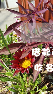 借款逾期催還款通知(逾期借款催收公告及催收名單)