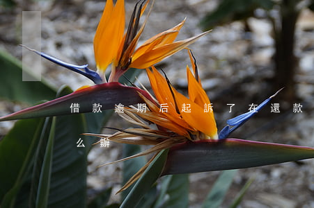 借款逾期后起訴了在還款(逾期還款被起訴怎么辦)