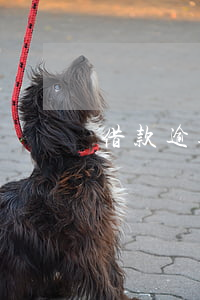 借款逾期法律顧問意見書(逾期寄律師函)