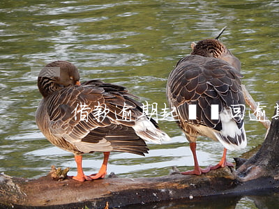 借款逾期起訴駁回(逾期還款起訴)