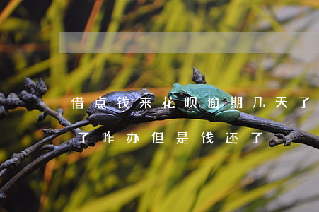 借点钱来花呗逾期几天了(花呗还晚几天逾期了咋办 但是钱还了)