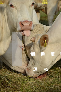 借用信用卡不還怎么辦報警(借用信用卡不還怎么辦報警)