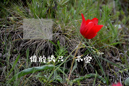 借的快只還本金