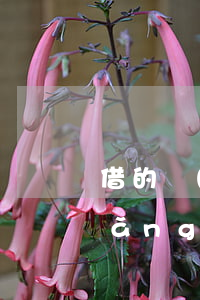 借的網(wǎng)貸還不了怎么辦(網(wǎng)貸借錢還不了會(huì)怎么辦)