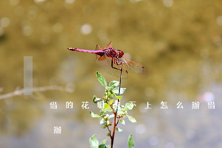 借的花唄還不上怎么辦(借的花唄還不上怎么辦)