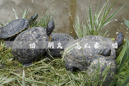 借給朋友錢怎么要錢（借錢給朋友怎么打官司）