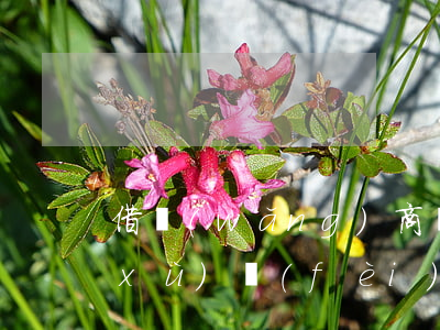 借網(wǎng)商貸提前還款收取手續(xù)費(fèi)嗎-