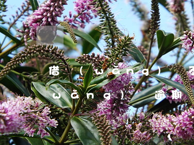 借網(wǎng)貸不還會封支付寶嗎(網(wǎng)貸逾期會不會影響到支付寶的)