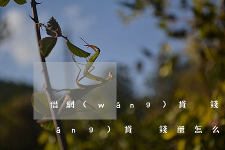 借網(wǎng)貸沒錢還怎么辦(借網(wǎng)貸沒錢還怎么辦)
