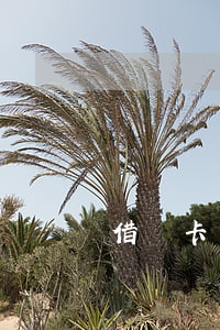借記卡已逾期是什么意思(貸記卡逾期)