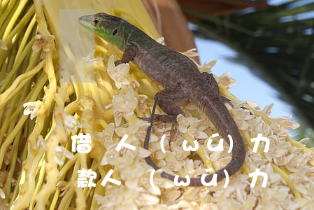 借貸人無(wú)力償還的債務(wù) 借款人無(wú)力償還借款時(shí)法院怎么判