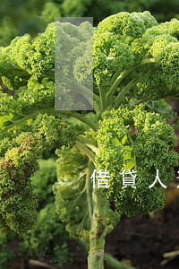 借貸人逾期怎么起訴 借款逾期起訴程序