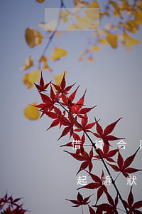 借貸合同糾紛如何舉報(bào)訴訟(民事起訴狀借貸糾紛)
