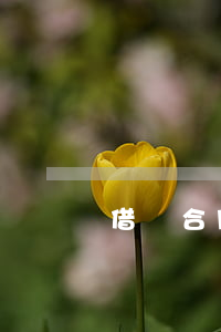 借貸合同糾紛如何證明(借款合同民事起訴狀)