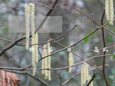 借貸后無力償還怎么辦(借貸款無力償還怎么辦)