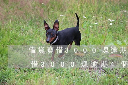 借貸寶借3000塊逾期4個月還-借貸寶借3000塊逾期4個月還多少錢