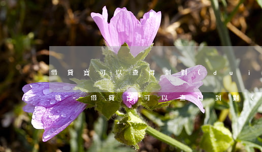 借貸寶可以查得到對(duì)方最近逾期嗎-借貸寶可以查得到對(duì)方最近逾期嗎
