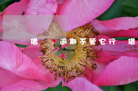 借貸寶逾期不管它行嗎(借貸寶逾期不還怎么樣)