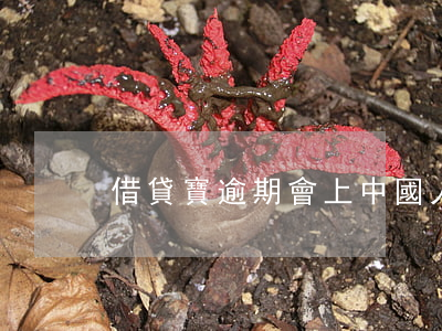 借貸寶逾期會上中國人民銀行嗎-