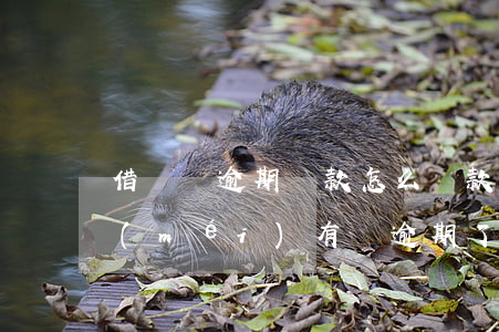 借貸寶逾期還款怎么還款(在借貸寶借的錢沒(méi)有還逾期了了怎么辦)