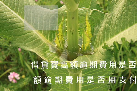借貸寶高額逾期費用是否用支付-借貸寶高額逾期費用是否用支付寶還款