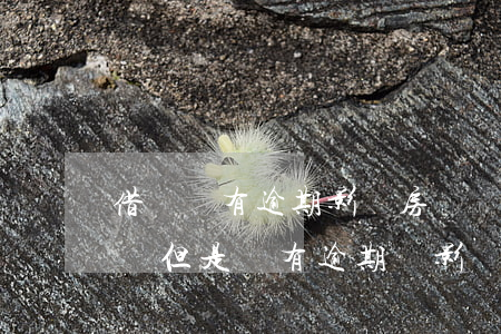 借貸沒有逾期影響房貸嗎(有網(wǎng)貸但是沒有逾期會影響買房貸款嗎)