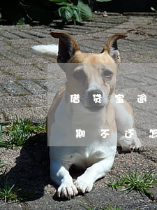 借贷宝逾期不还怎么办已经转债-借贷宝逾期不还怎么办已经转债了