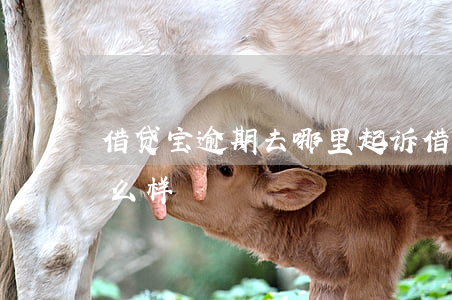 借贷宝逾期去哪里起诉(借贷宝欠款逾期会怎么样)