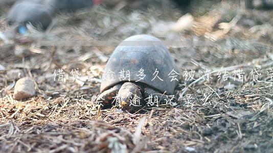 借贷宝逾期多久会被冻结 借贷宝逾期几天还了还会有逾期记录么