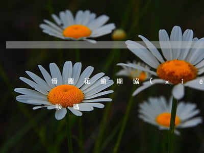 借趣花逾期協(xié)商還款(借趣花好下款嗎)