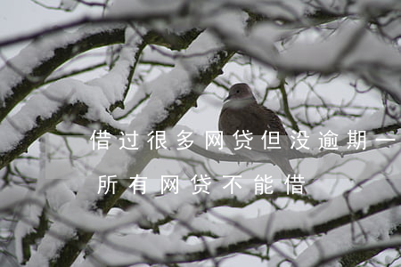 借过很多网贷但没逾期(一直没有逾期为什么所有网贷不能借)