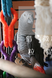 借過微粒貸提前還款影響銀行征信-借過微粒貸提前還款影響銀行征信嗎