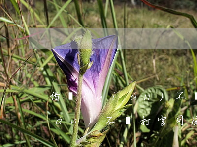 借錢(qián)不還如何訴訟（借錢(qián)不還打官司流程）