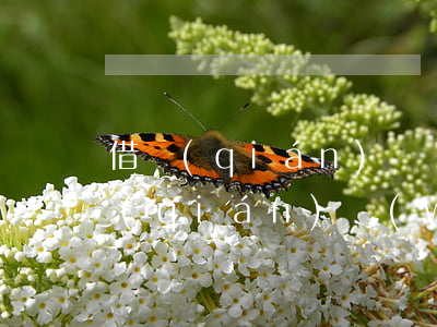 借錢(qián)卻無(wú)力償還(借錢(qián)無(wú)力償還,可以要求家人一起償還嗎)